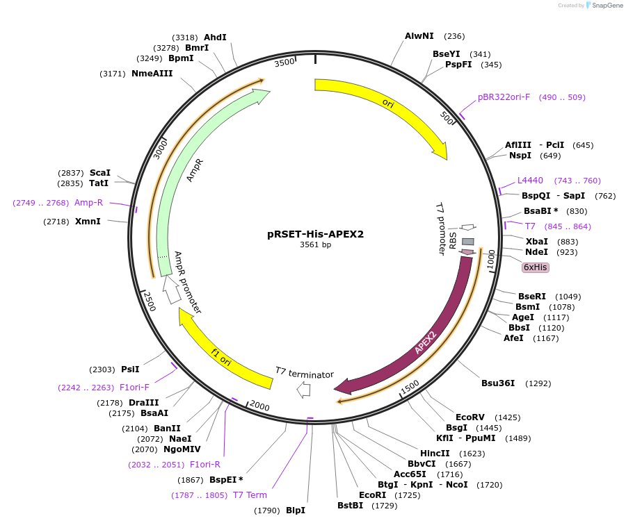 201471-plasmid-map-sequence-id-395647