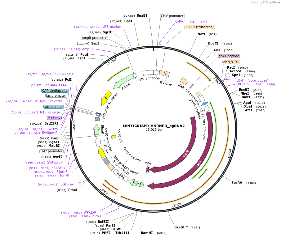 201599-plasmid-map-sequence-id-395659