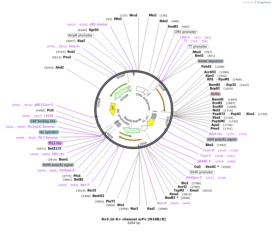 199424-plasmid-map-sequence-id-395667