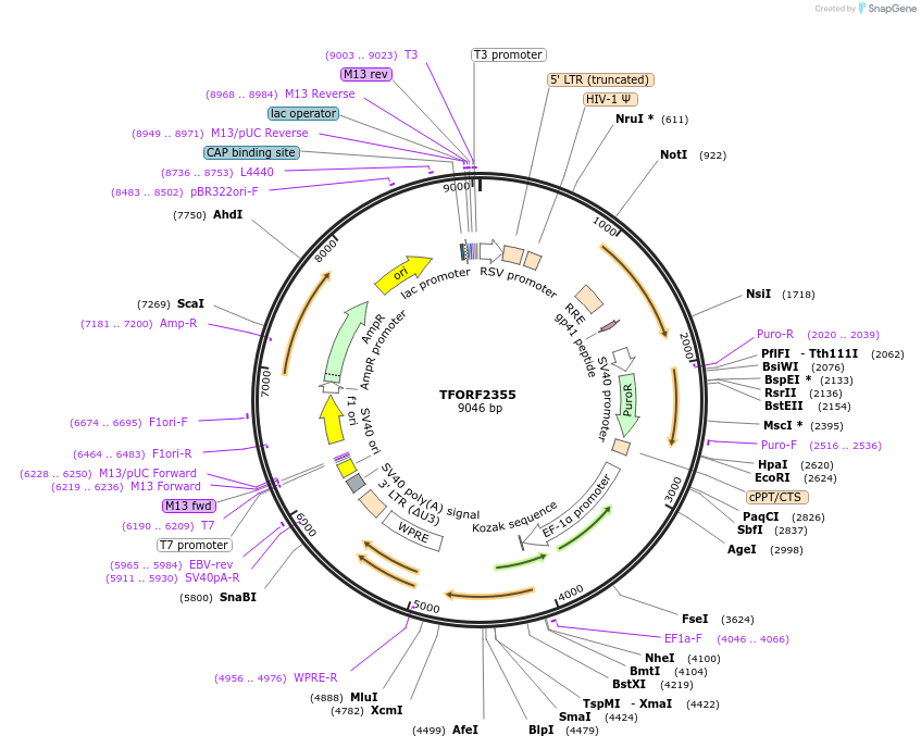 142045-plasmid-map-sequence-id-395668