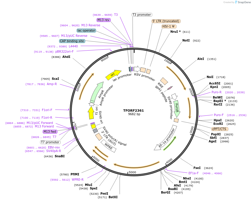 142048-plasmid-map-sequence-id-395670