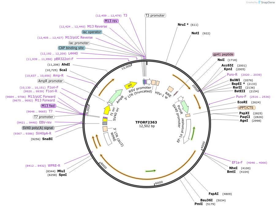 142050-plasmid-map-sequence-id-395672