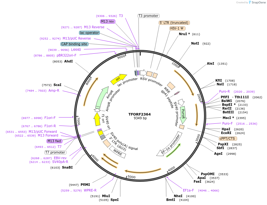 142051-plasmid-map-sequence-id-395673