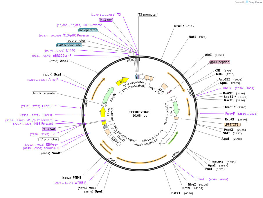 142052-plasmid-map-sequence-id-395674