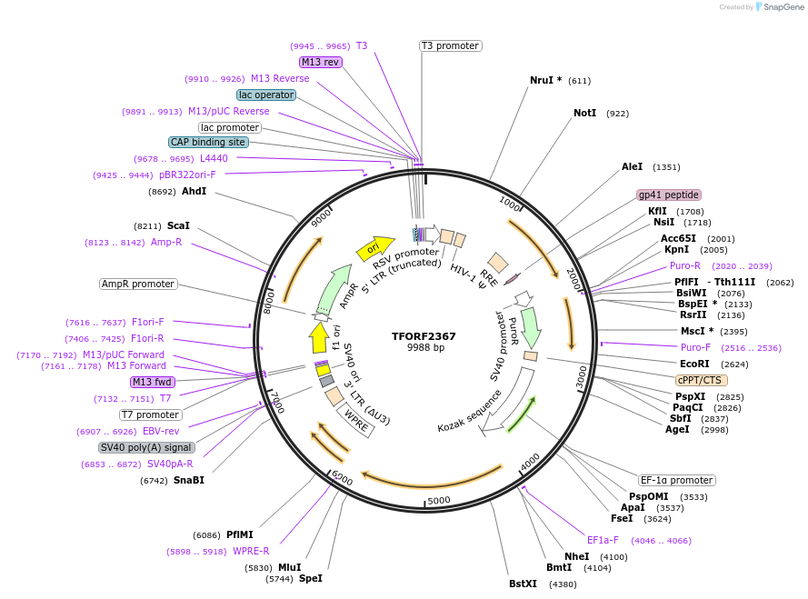 142053-plasmid-map-sequence-id-395675
