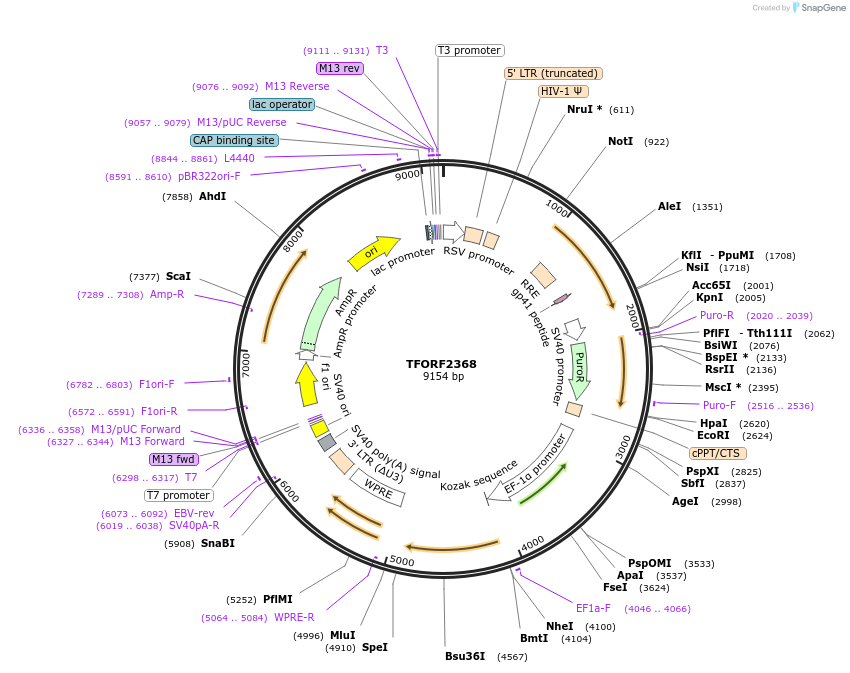 142054-plasmid-map-sequence-id-395676