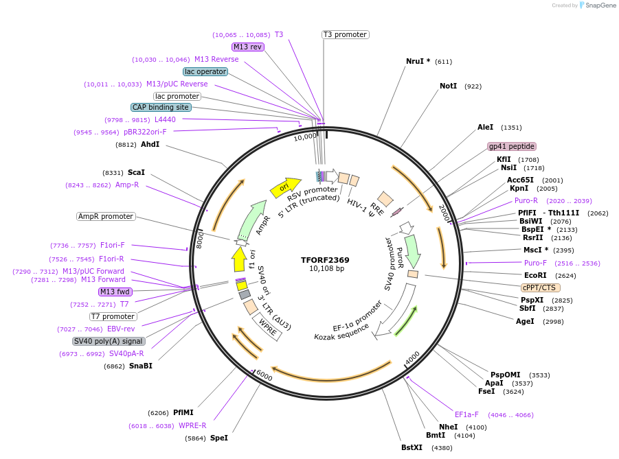 142055-plasmid-map-sequence-id-395677