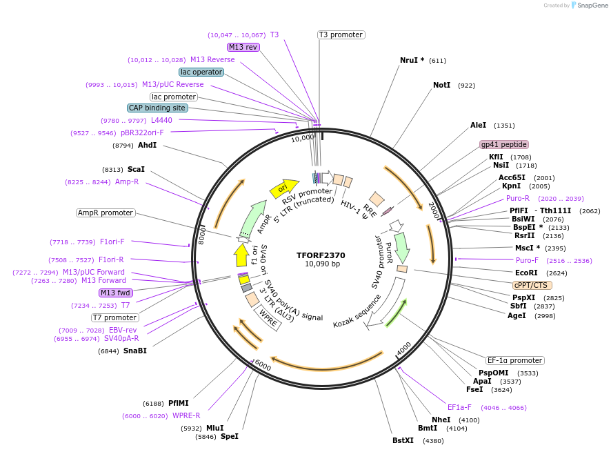 142056-plasmid-map-sequence-id-395678