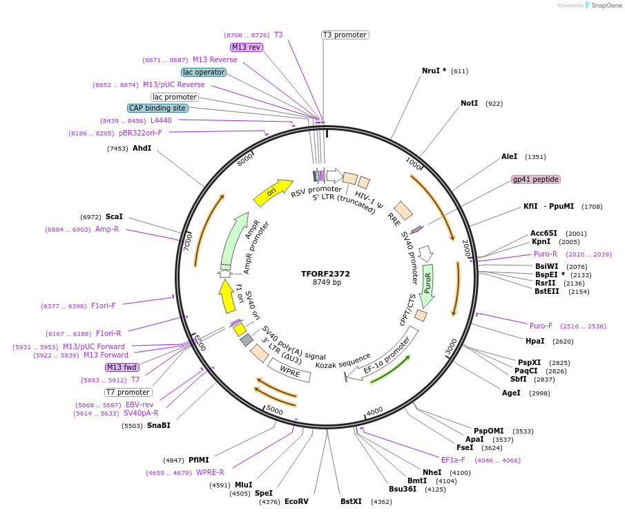 142057-plasmid-map-sequence-id-395679