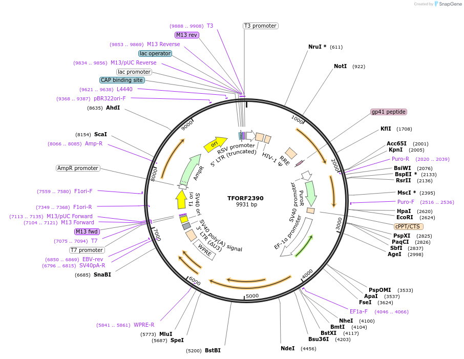 142059-plasmid-map-sequence-id-395681