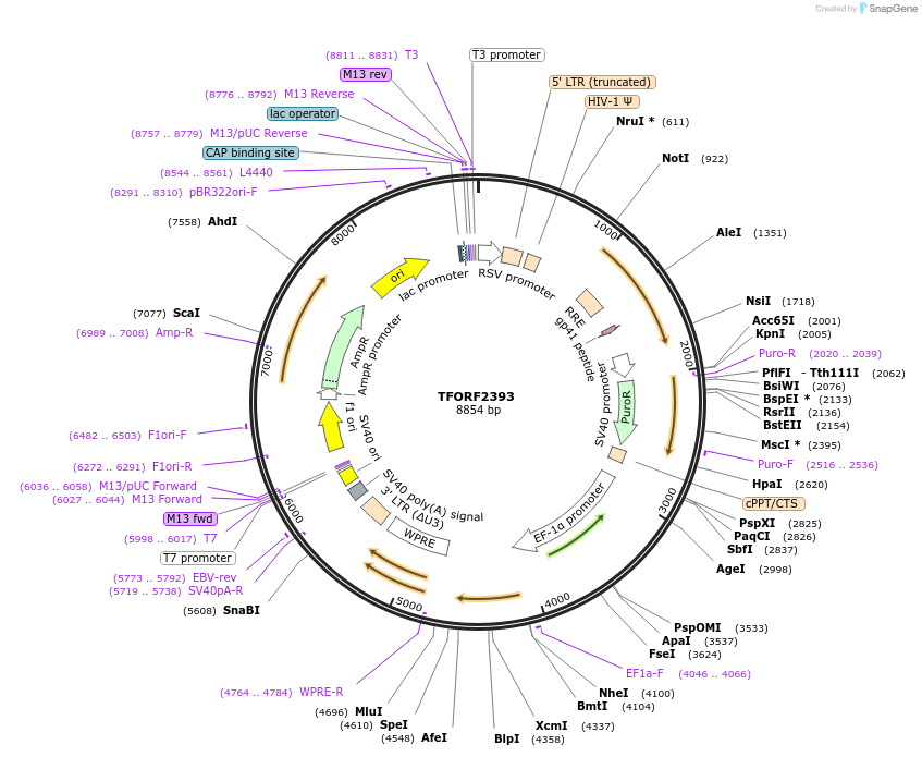 142061-plasmid-map-sequence-id-395683