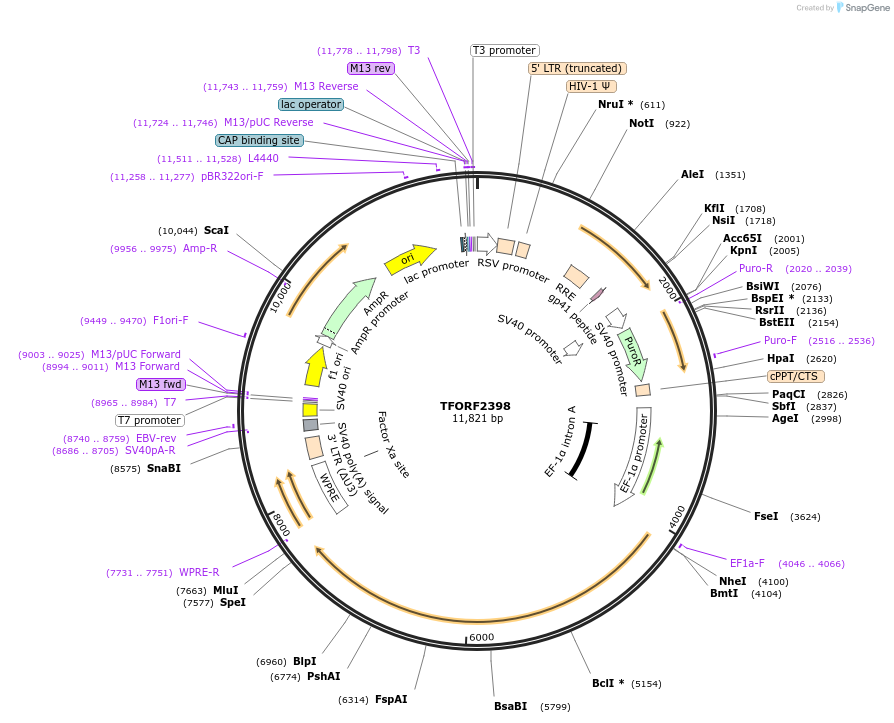 142066-plasmid-map-sequence-id-395687