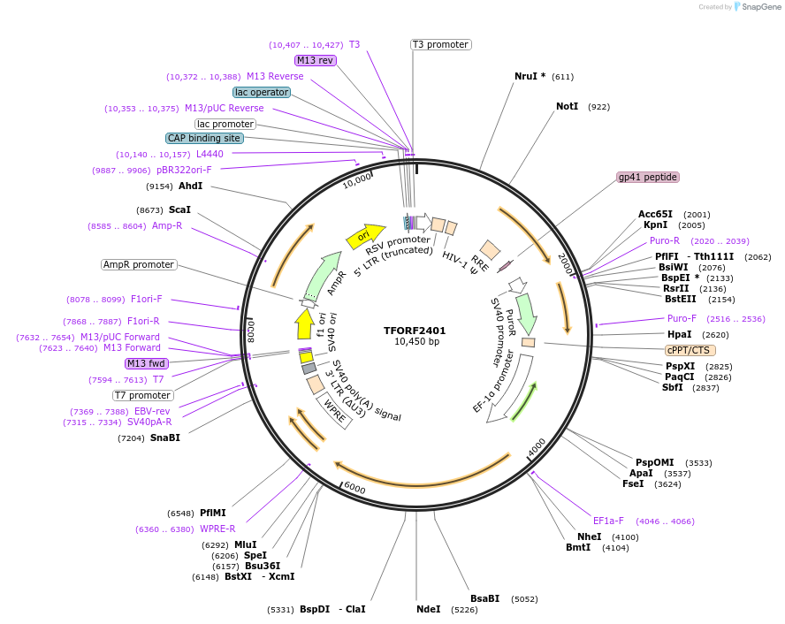 142067-plasmid-map-sequence-id-395688