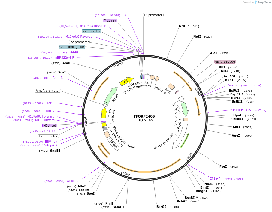 142069-plasmid-map-sequence-id-395689