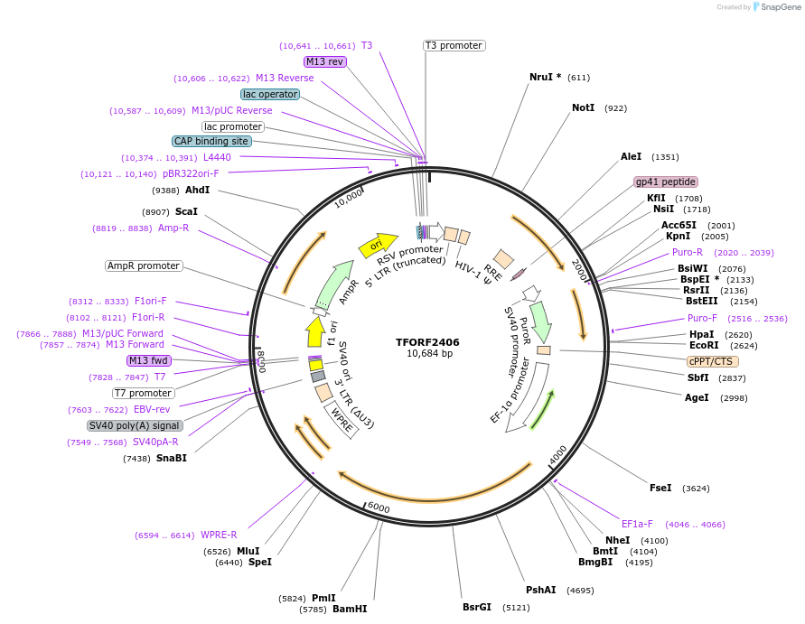 142070-plasmid-map-sequence-id-395690