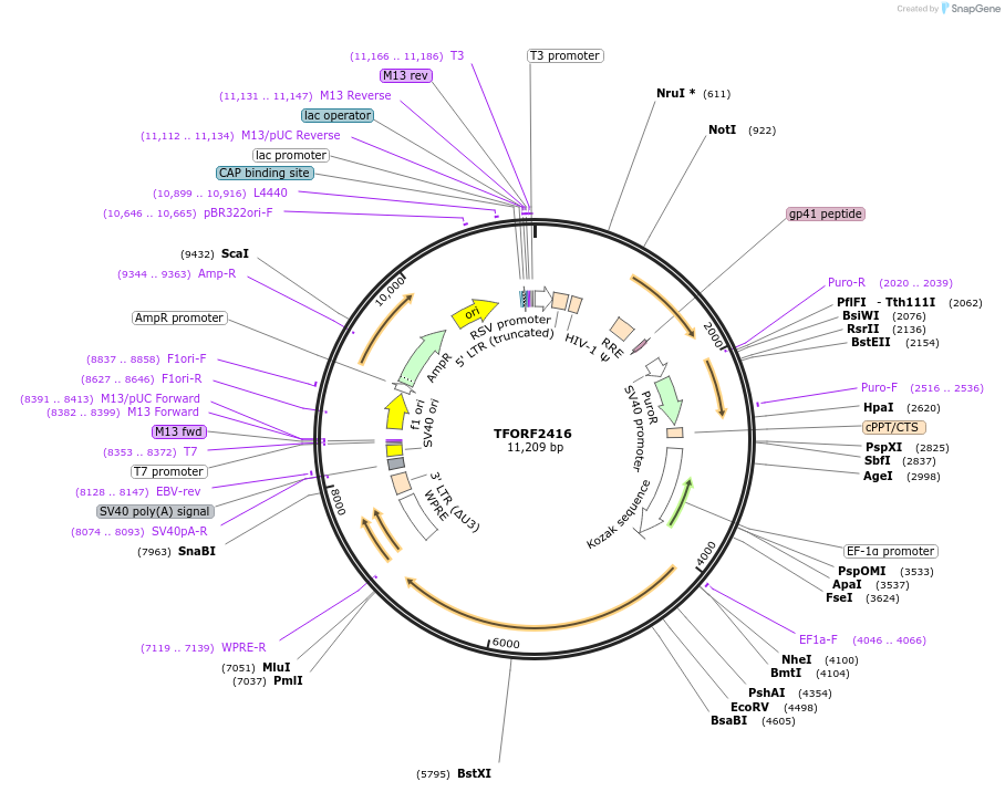 142074-plasmid-map-sequence-id-395694