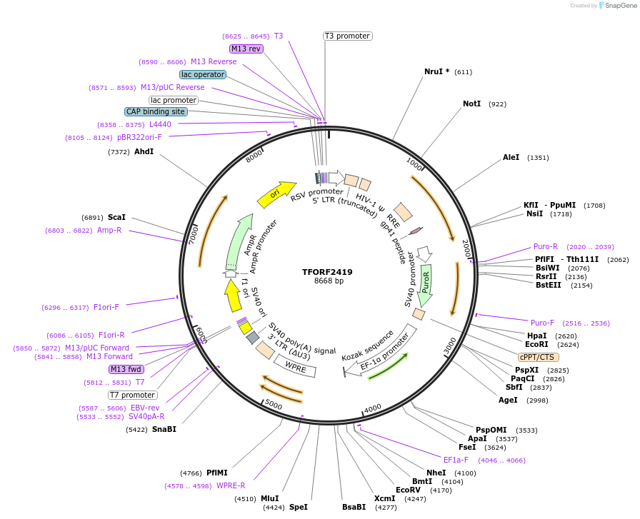 142075-plasmid-map-sequence-id-395695