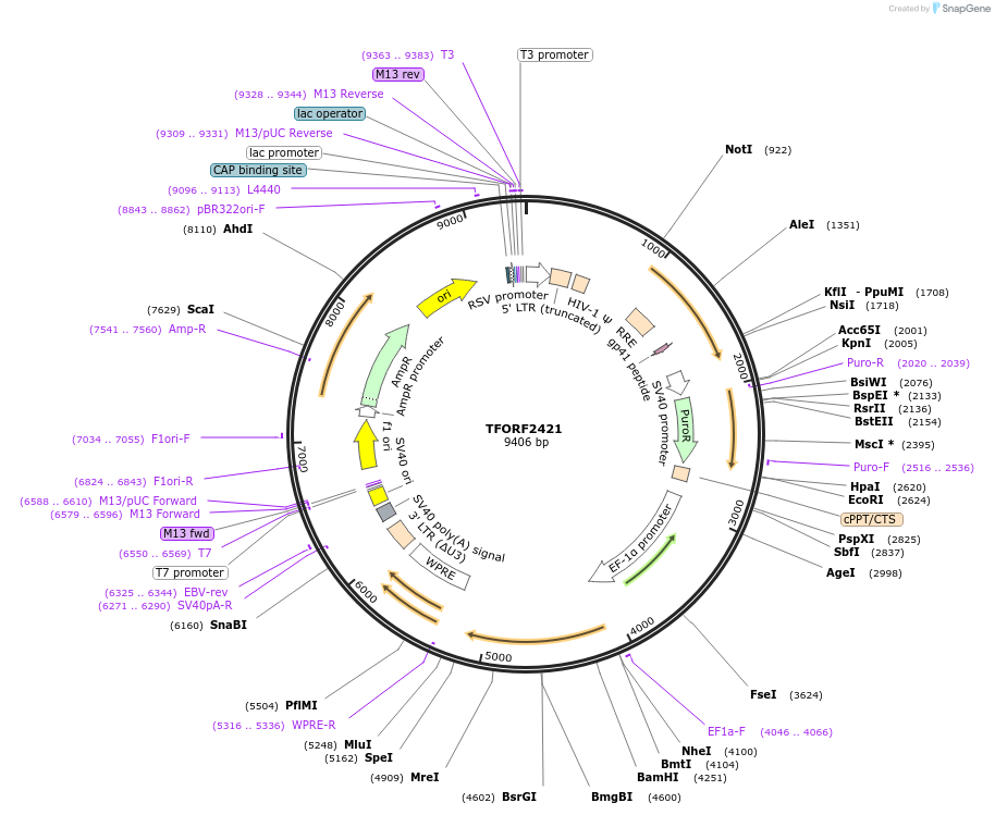 142076-plasmid-map-sequence-id-395696