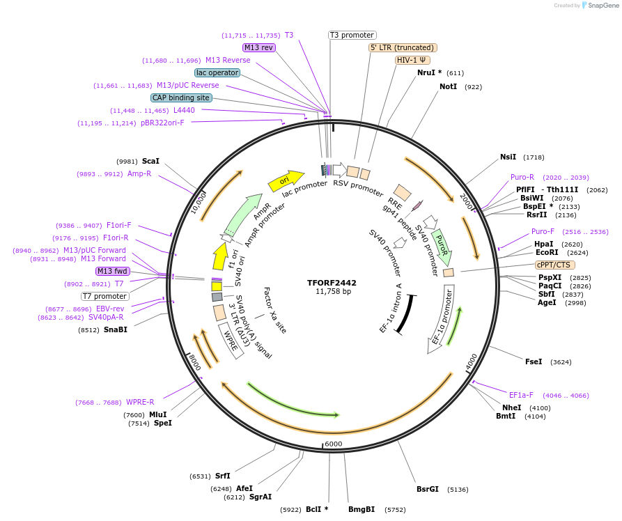 142080-plasmid-map-sequence-id-395698