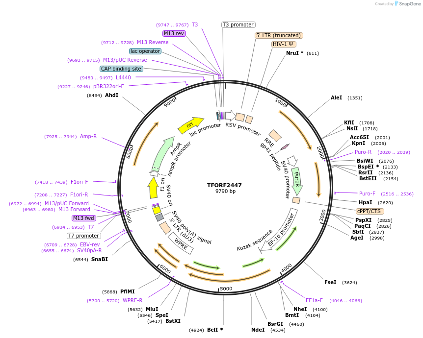 142084-plasmid-map-sequence-id-395700