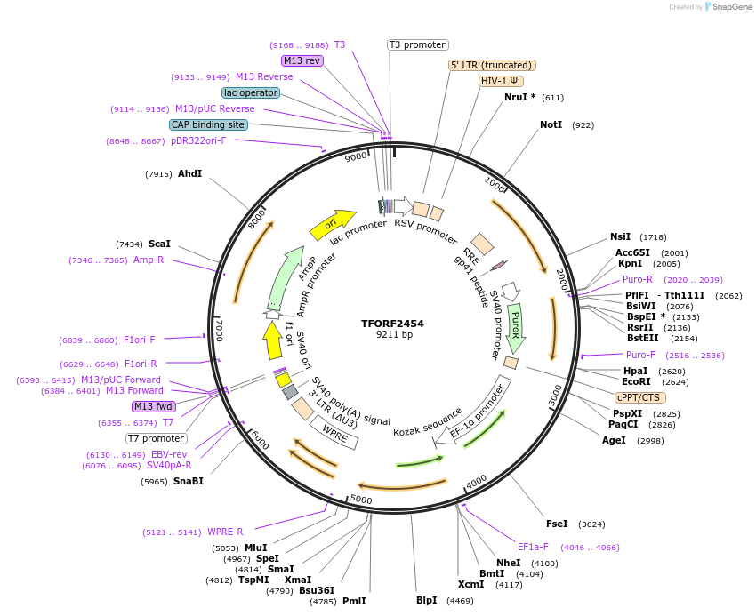 142086-plasmid-map-sequence-id-395702