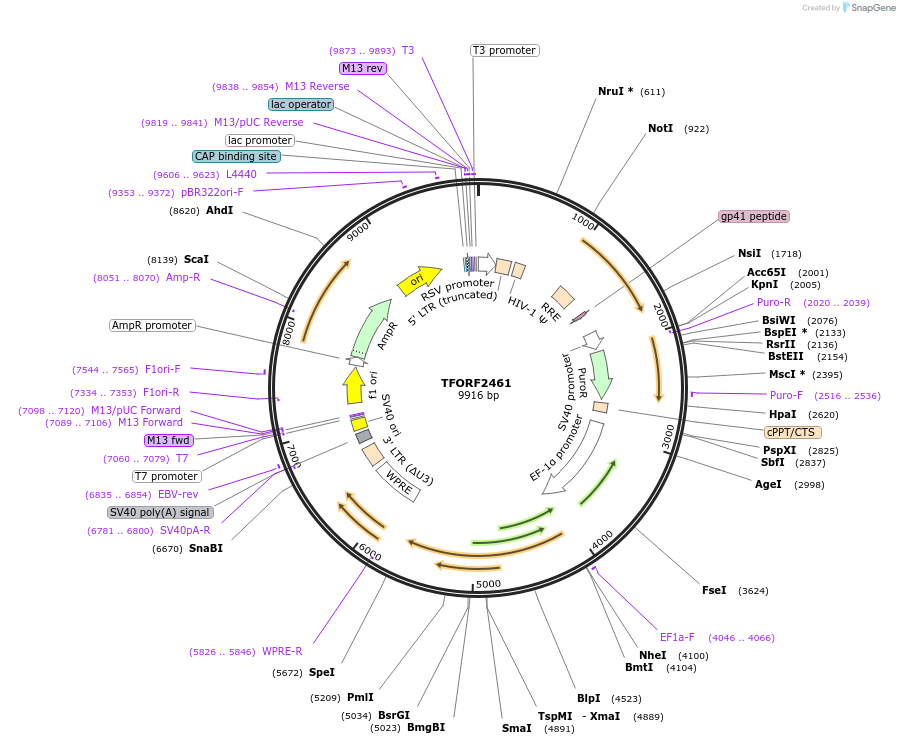 142091-plasmid-map-sequence-id-395706