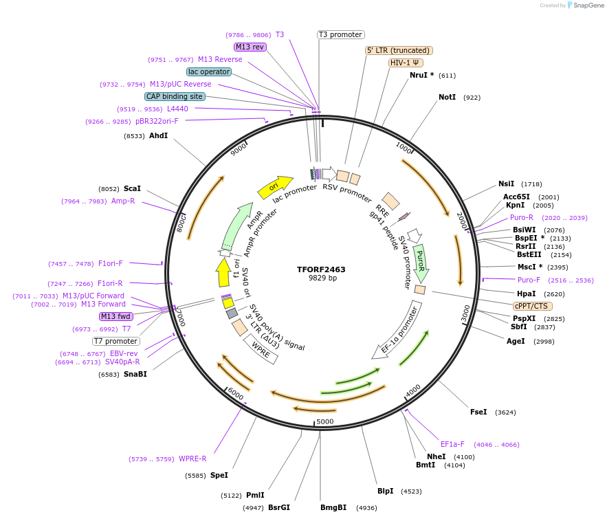 142093-plasmid-map-sequence-id-395708