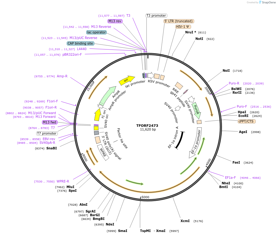 142100-plasmid-map-sequence-id-395709