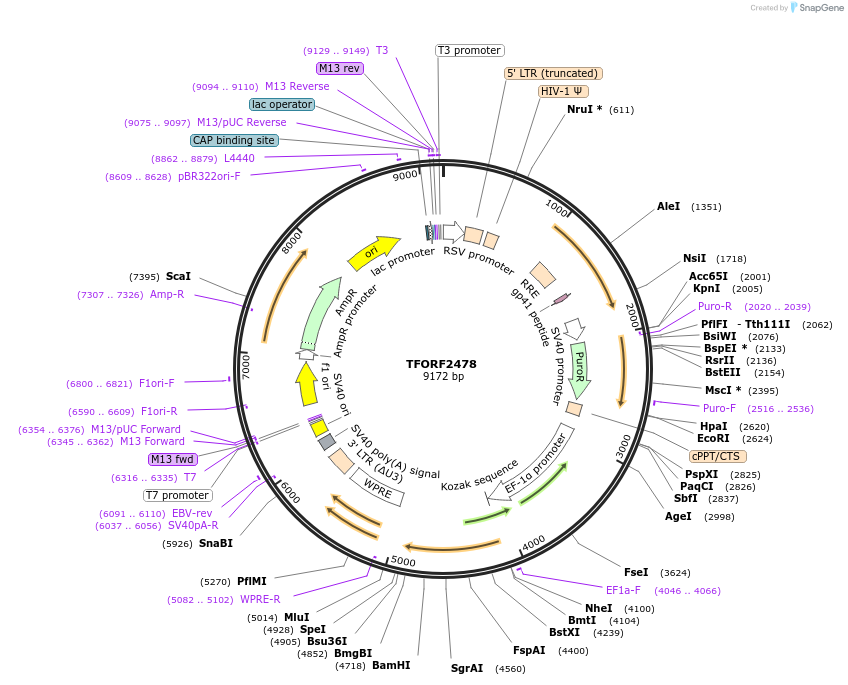 142101-plasmid-map-sequence-id-395710