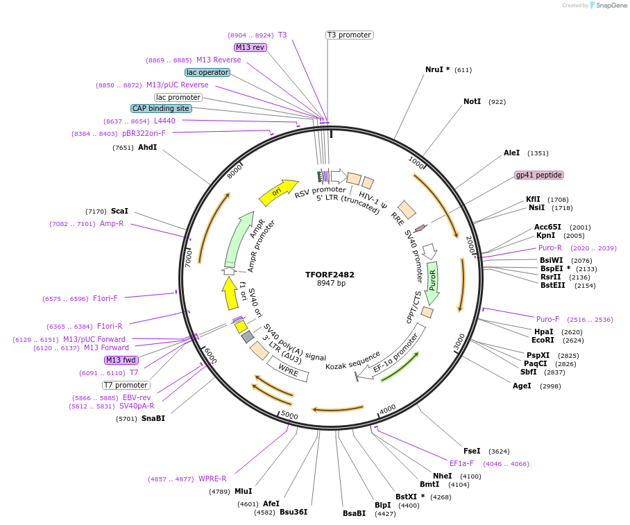 142103-plasmid-map-sequence-id-395711