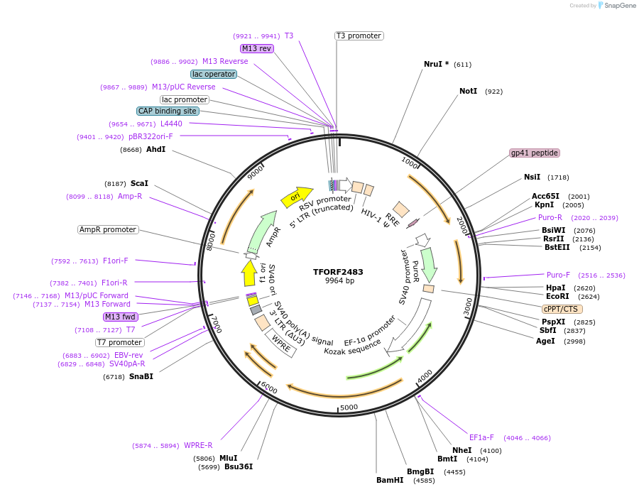 142104-plasmid-map-sequence-id-395712