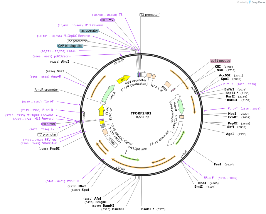 142109-plasmid-map-sequence-id-395716