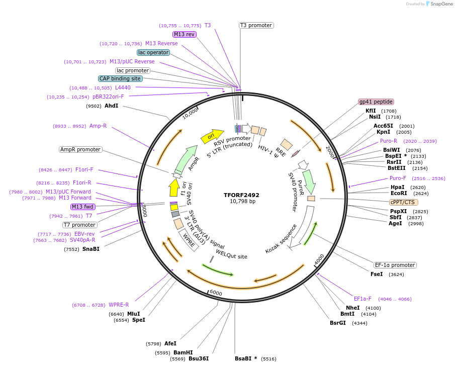 142110-plasmid-map-sequence-id-395717
