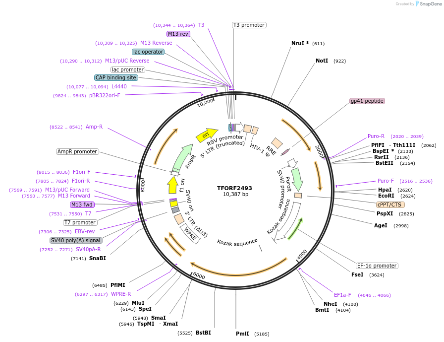 142111-plasmid-map-sequence-id-395718