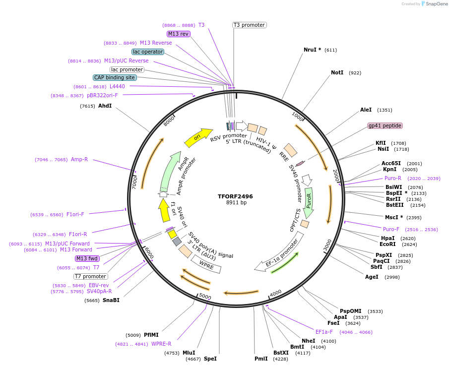 142114-plasmid-map-sequence-id-395720