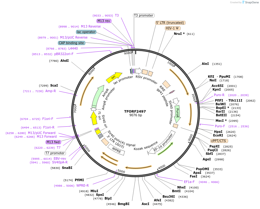 142115-plasmid-map-sequence-id-395721