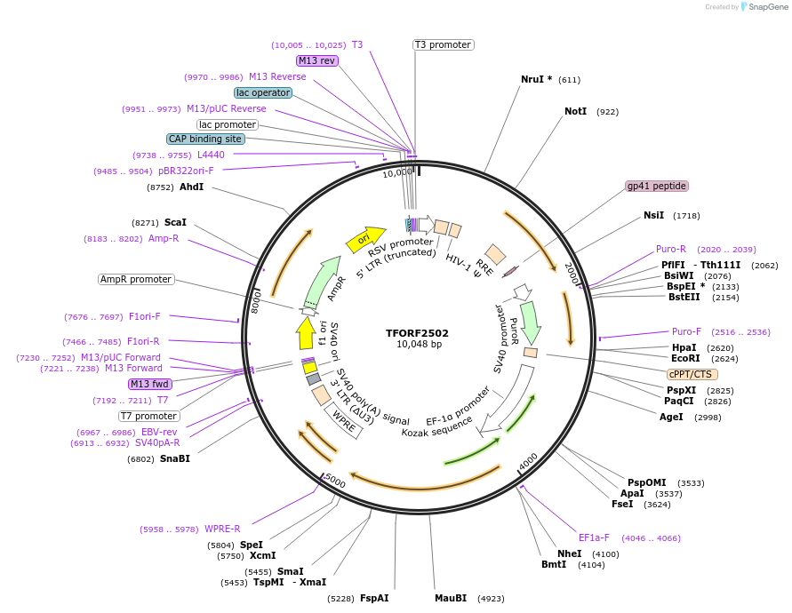 142118-plasmid-map-sequence-id-395722