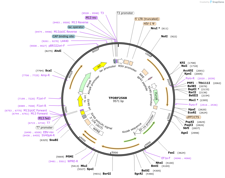 142120-plasmid-map-sequence-id-395723