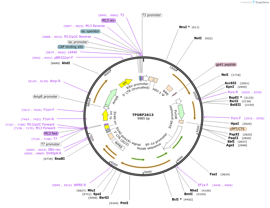 142123-plasmid-map-sequence-id-395724