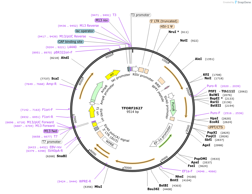 142124-plasmid-map-sequence-id-395725
