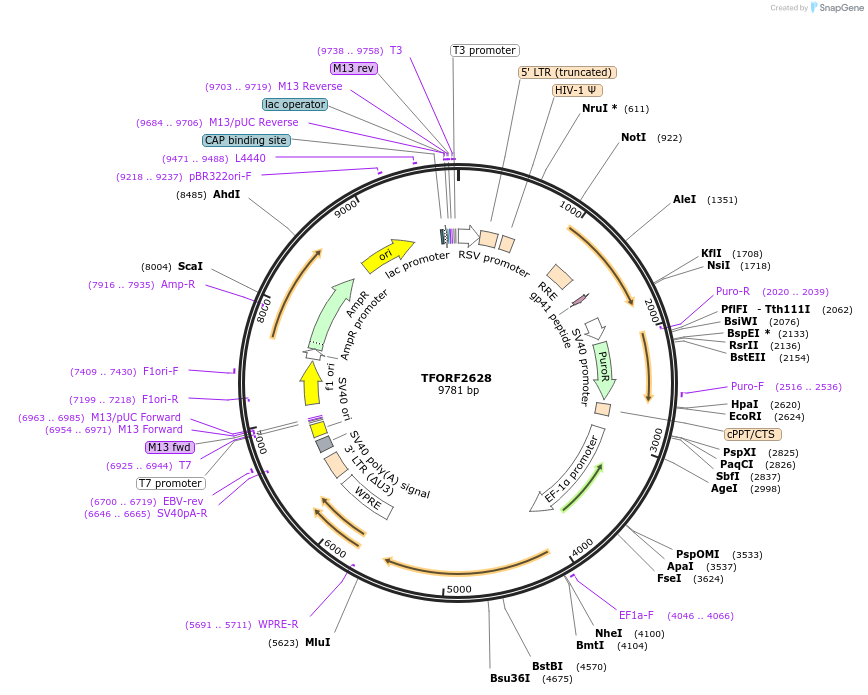 142125-plasmid-map-sequence-id-395726