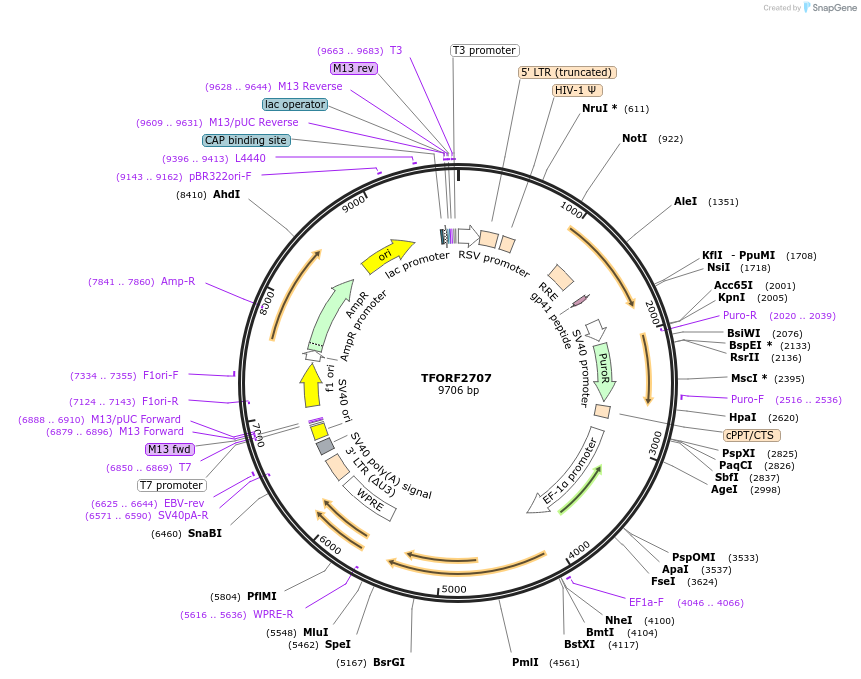 142128-plasmid-map-sequence-id-395728