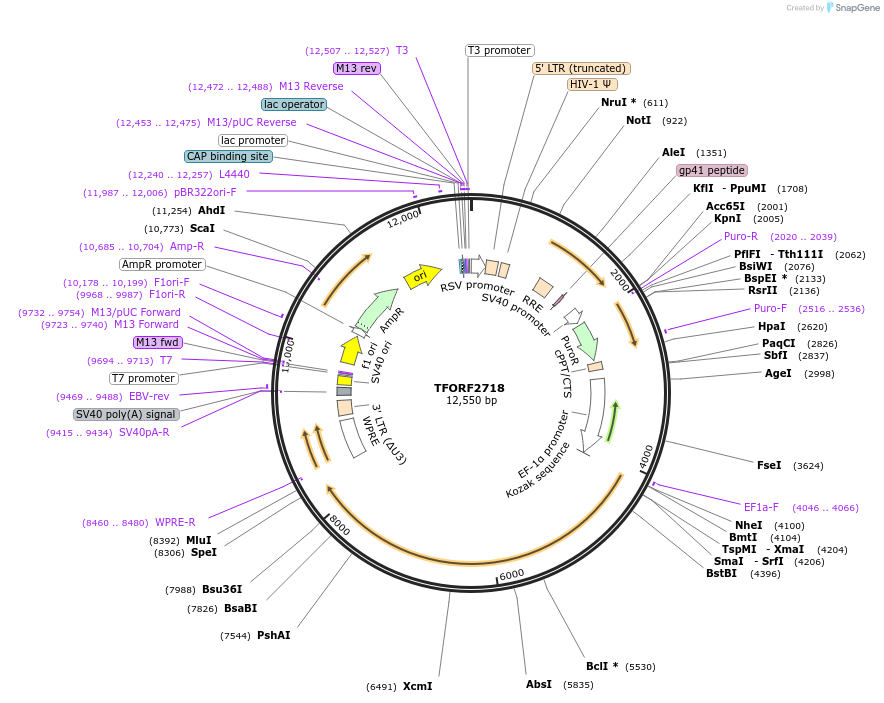 142131-plasmid-map-sequence-id-395729