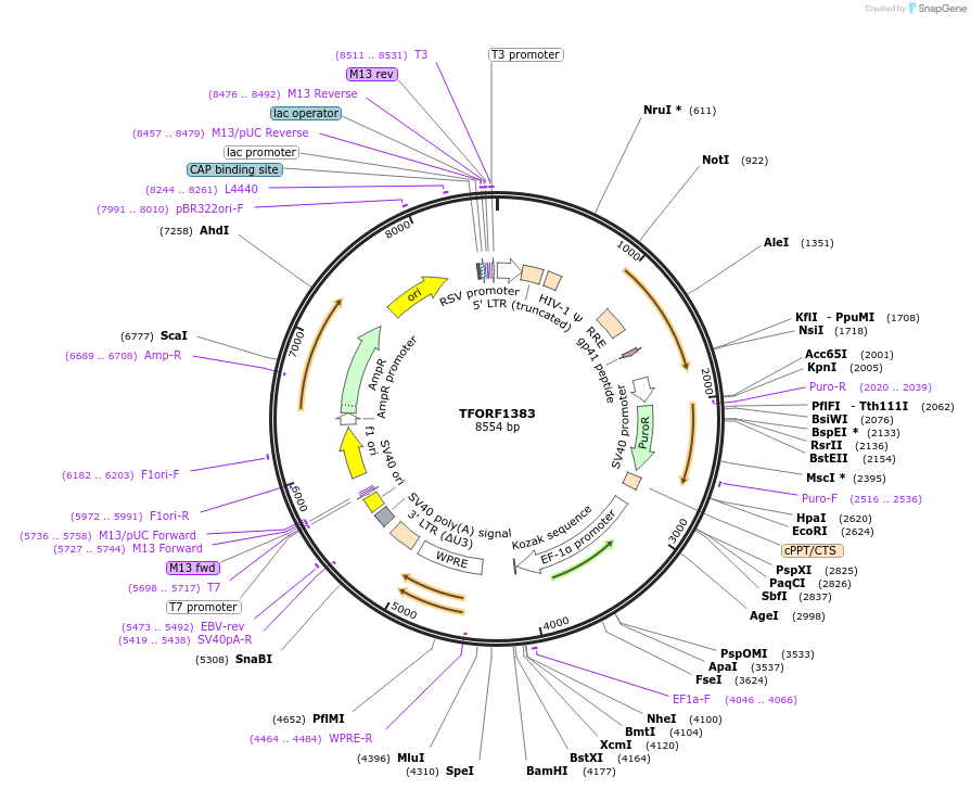 142134-plasmid-map-sequence-id-395731