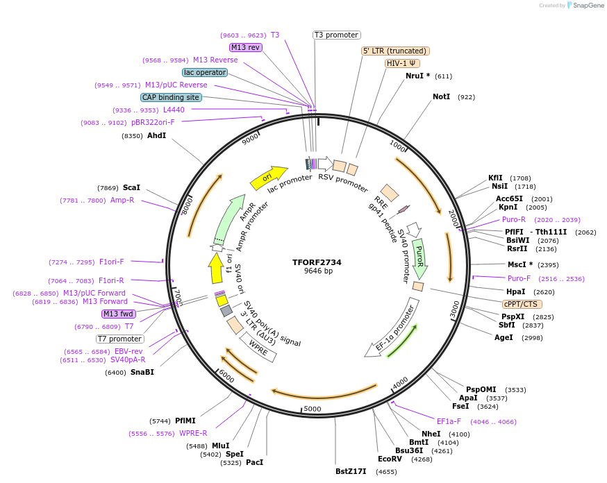 142135-plasmid-map-sequence-id-395732