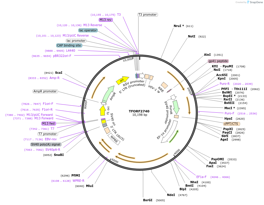 142138-plasmid-map-sequence-id-395733