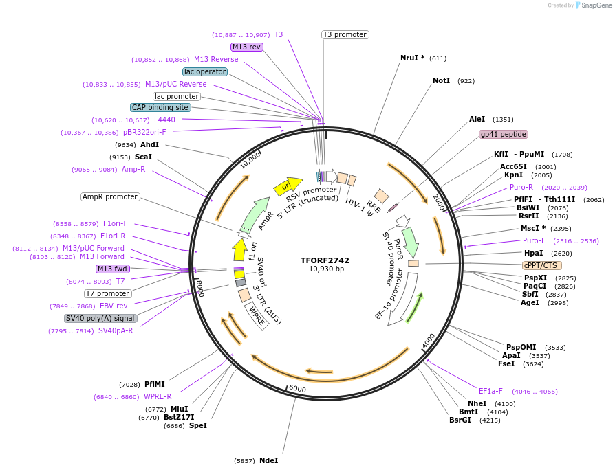 142140-plasmid-map-sequence-id-395734
