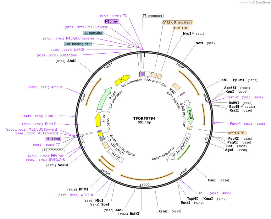 142239-plasmid-map-sequence-id-395736