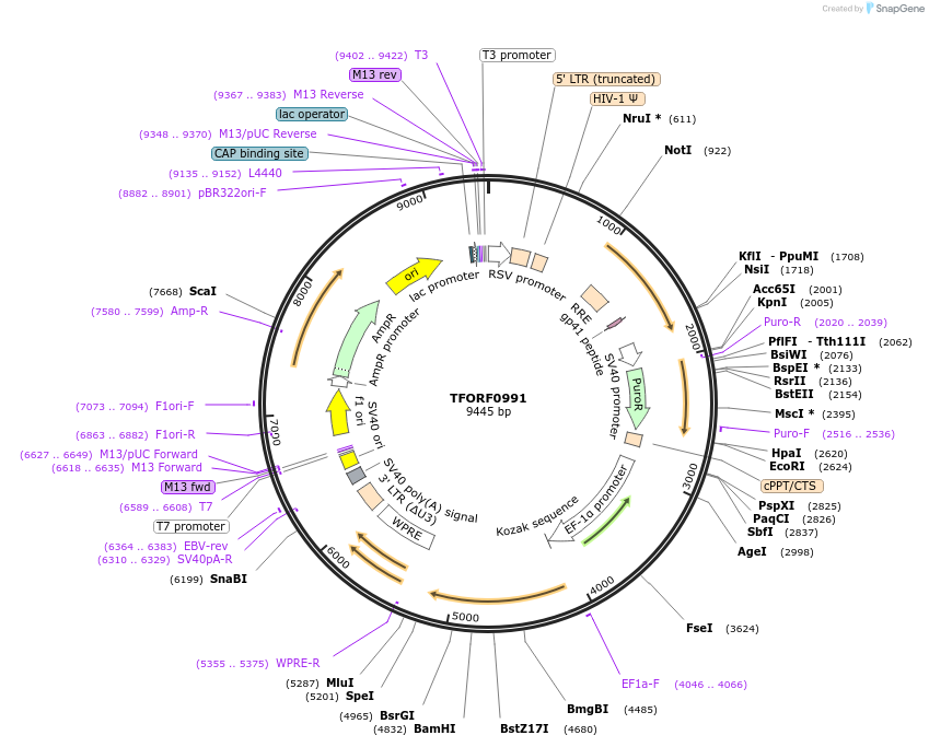 142240-plasmid-map-sequence-id-395737