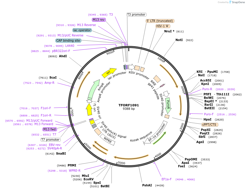 142244-plasmid-map-sequence-id-395741
